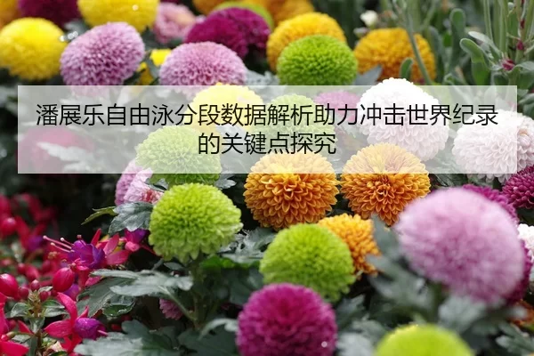 潘展乐自由泳分段数据解析助力冲击世界纪录的关键点探究